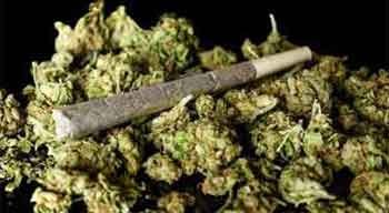 GANJA.jpg