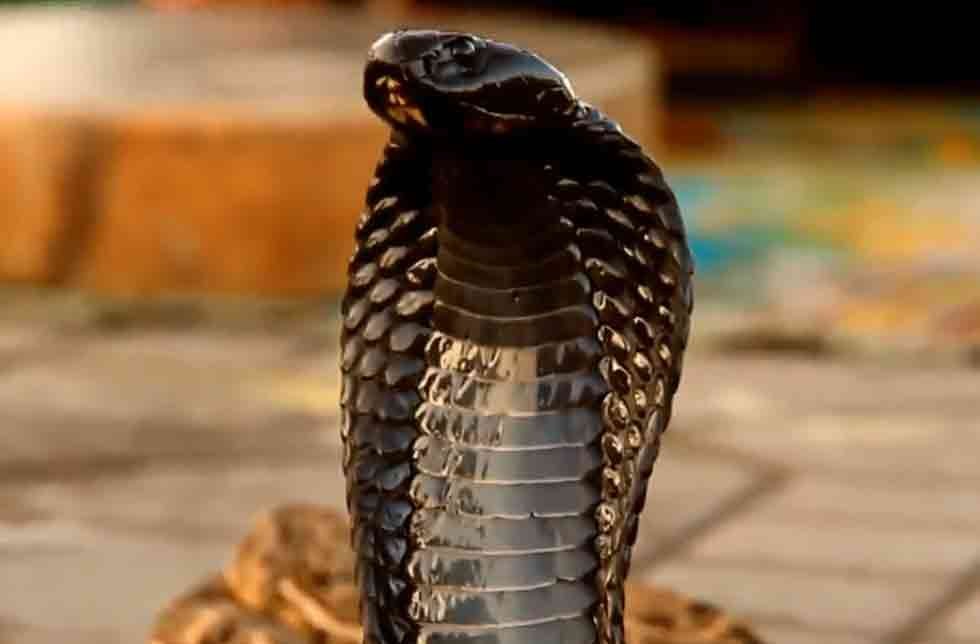 Nag Panchami 2022: This is all the auspicious omen associated with Nag Nag Panchami 2022: This is all the auspicious omen associated with Nag
