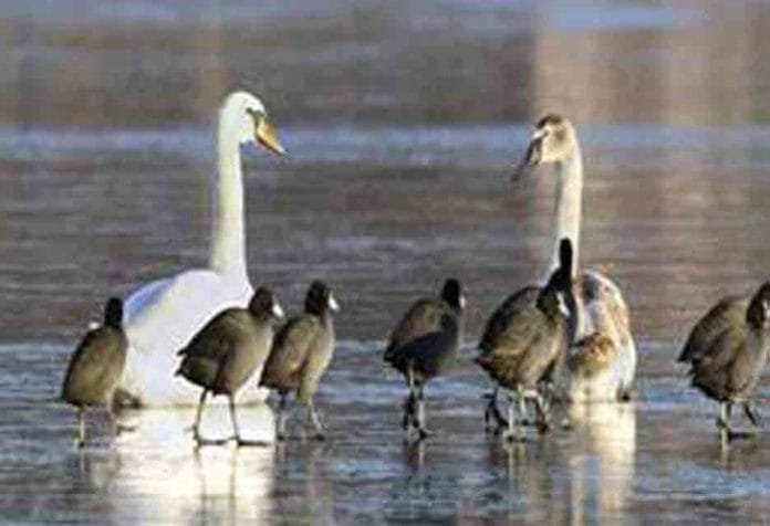 wetlands