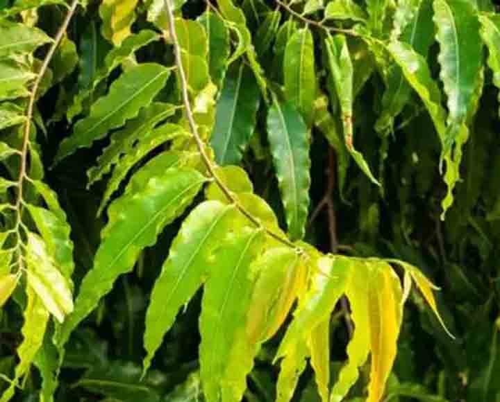 According to the scriptures, do this remedy with Ashoka leaves