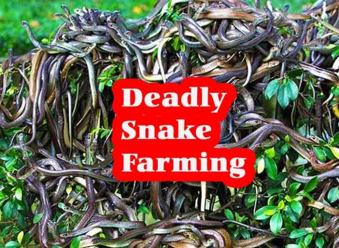 deadly snake farming