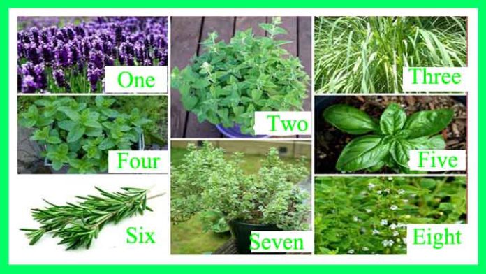 plants to keep mosquitoes away from home, plants that repel mosquitoes, plants that kill mosquitoes, plants that kill mosquitoes, kill mosquitoes, repel mosquitoes, how to get rid of mosquito