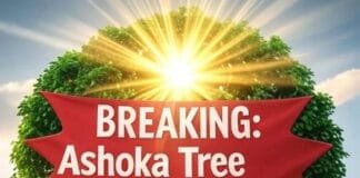 Astrological and Vastu Benefits of Planting Ashoka Tree at Home