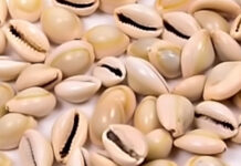 Navratri Cowrie Remedies: Attract Wealth, Remove Debt, and Bring Prosperity