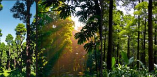 Dense Indian forest showing tree canopy and greenery representing India’s environmental progress