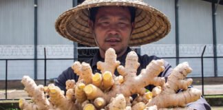 A Mizoram farmer holding freshly harvested, high-yield Nagaland ginger rhizomes in front of a modern MAMB cold storage facility, symbolizing agricultural progress.