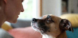 Dog listening attentively to a human voice, representing new research on canine vocabulary and word understanding.