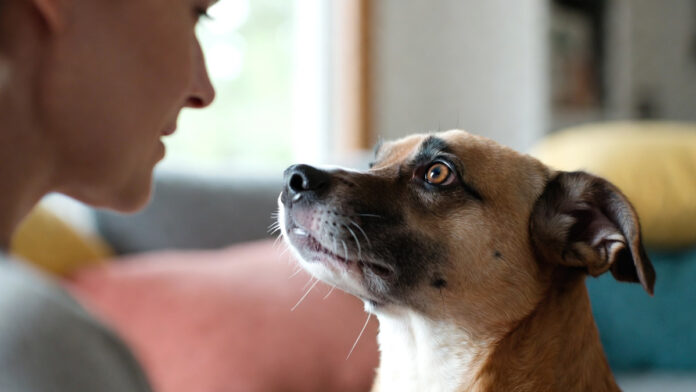 dog-understanding-human-wor Dog listening attentively to a human voice, representing new research on canine vocabulary and word understanding.