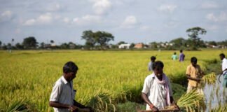 Indian farmers harvesting rice in paddy fields as India becomes world’s largest producer