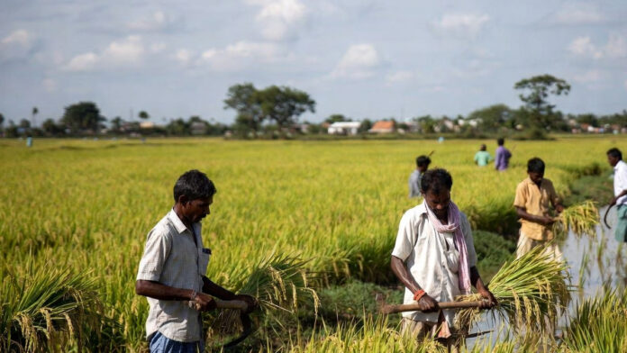 india-largest-rice-producer Indian farmers harvesting rice in paddy fields as India becomes world’s largest producer
