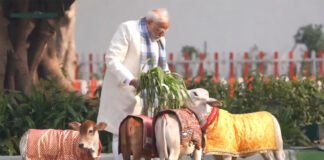 Prime Minister Narendra Modi performing Gau Seva by feeding cows on Makar Sankranti