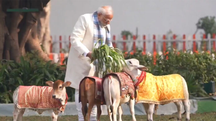 pm-modi-makar-sankranti-gau Prime Minister Narendra Modi performing Gau Seva by feeding cows on Makar Sankranti