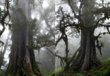 World’s Oldest Living Tree Confirmed: Chilean Scientists Date ‘Great Grandfather’ at Over 5,500 Years World’s oldest living tree Great Grandfather in Chile’s Alerce Costero National Park
