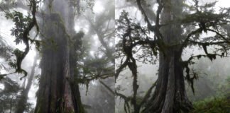 World’s oldest living tree Great Grandfather in Chile’s Alerce Costero National Park