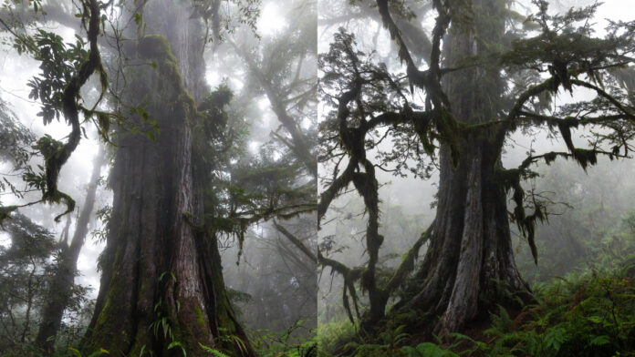 worlds-oldest-tree-chile-gr World’s oldest living tree Great Grandfather in Chile’s Alerce Costero National Park