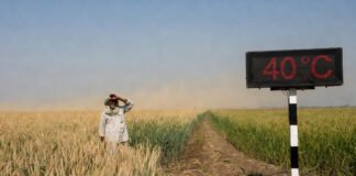 Heatwave conditions in North India as wheat and mustard crops face rising March temperatures