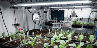 Radishes growing in simulated moon soil inside a NASA laboratory experiment