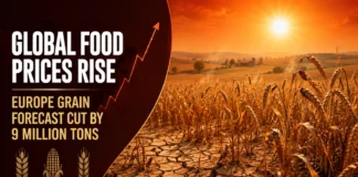 Global food prices rise as extreme heat cuts the European grain production forecast by approximately 9 million tons