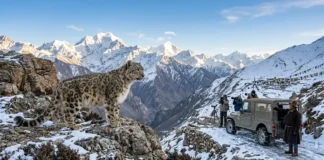 A snow leopard in the mountains of Ladakh as India prepares to launch its first guided high-altitude wildlife safari.