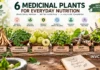 6 Medicinal Plants for Daily Nutrition highlighted by AYUSH include Shatavari, Moringa, Amla, Brahmi, Giloy and Tulsi. Know their uses and cautions.