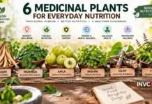 6 Medicinal Plants for Daily Nutrition highlighted by AYUSH include Shatavari, Moringa, Amla, Brahmi, Giloy and Tulsi. Know their uses and cautions.