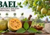Bael Medicinal Benefits: Why Ayurveda Values Bilva Fruit, Leaves and Root for Traditional Health Uses