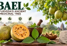 Bael Medicinal Benefits: Why Ayurveda Values Bilva Fruit, Leaves and Root for Traditional Health Uses