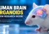 Human Brain Organoids in Mice: What Xenocortication Means, What Scientists Found and Why It Matters