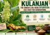 Kulanjan Benefits: This Ginger-Like Ayurvedic Herb Is Used for Cough, Digestion and Joint Pain — But What Does Science Say?