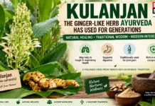 Kulanjan Benefits: This Ginger-Like Ayurvedic Herb Is Used for Cough, Digestion and Joint Pain — But What Does Science Say?