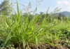Lamajjaka Medicinal Plant: Traditional Uses for Fever, Joint Pain and Skin Problems — What You Should Know Lamajjaka medicinal plant growing naturally in India