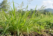 Lamajjaka Medicinal Plant: Traditional Uses for Fever, Joint Pain and Skin Problems — What You Should Know Lamajjaka medicinal plant growing naturally in India