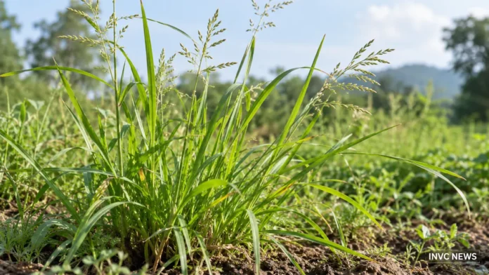 Lamajjaka Medicinal Plant Traditional Uses and Safety Lamajjaka medicinal plant growing naturally in India