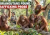 Odisha Orangutans Mystery: Five Young Apes Found in Balasore Forest, Trafficking Probe Begins