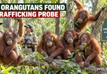 Odisha Orangutans Mystery: Five Young Apes Found in Balasore Forest, Trafficking Probe Begins